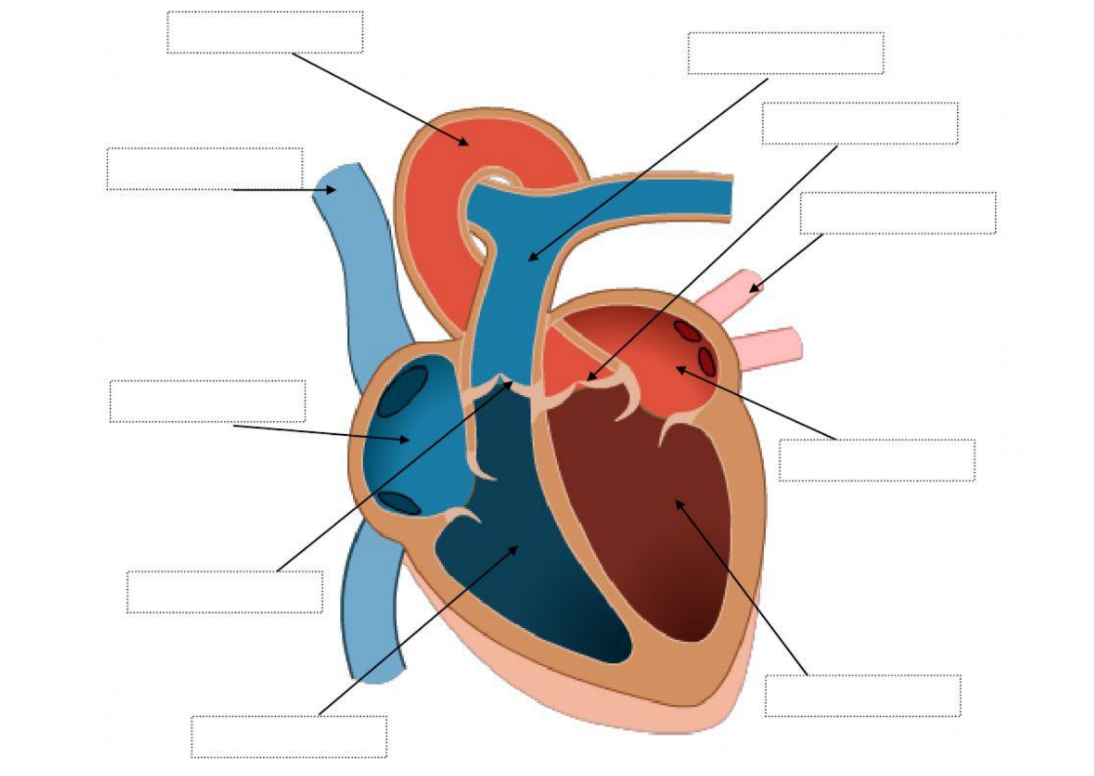  CHAP3113 Anatomy and Physiology 1 (soft intake)